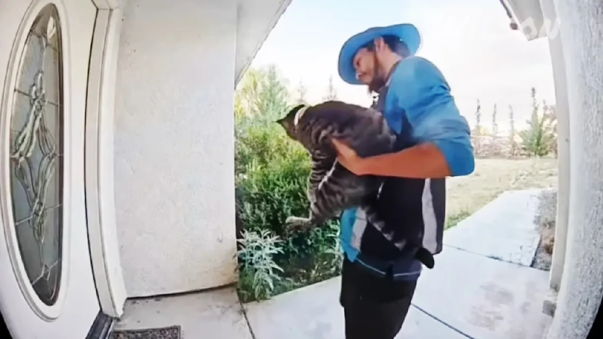 Amazon-Fahrer klaut Katze von Kunden und wird prompt erwischt!