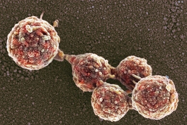 Ottenuto il primo batterio zombie, vive con il Dna di un'altra specie