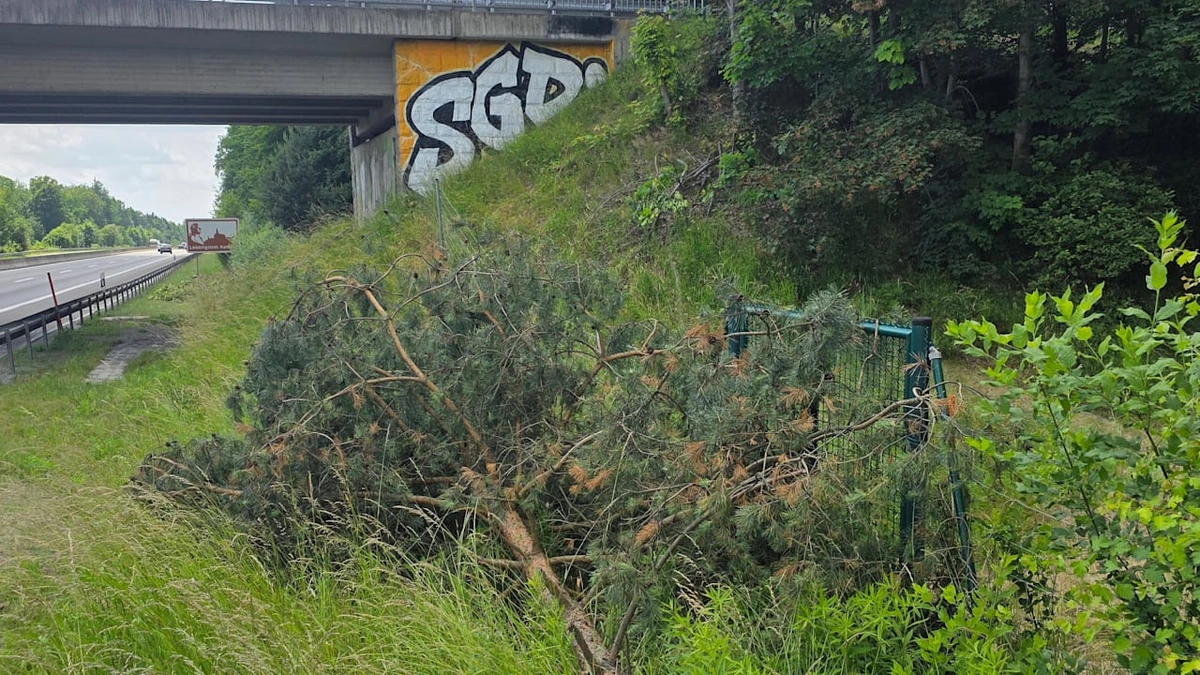 Dynamo Dresden: Fußball-Chaoten fällen Bäume, damit man ihre Graffiti sieht