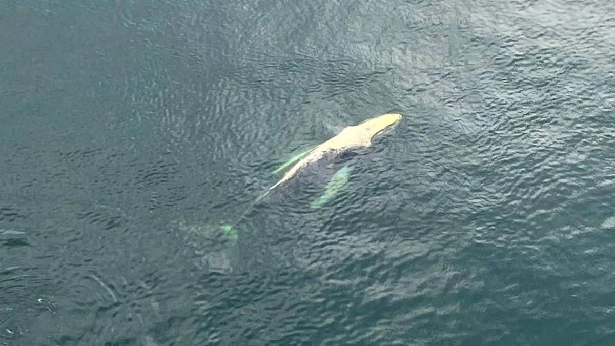 Dänin fotografiert ihn: Nächster Buckelwal in der Ostsee entdeckt!