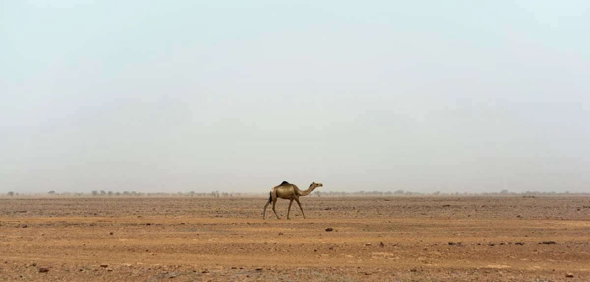 Jetzt können uns nur noch die Tuareg retten