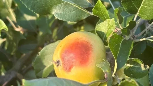 Kein Scherz! Dieser Apfel hat Sonnenbrand