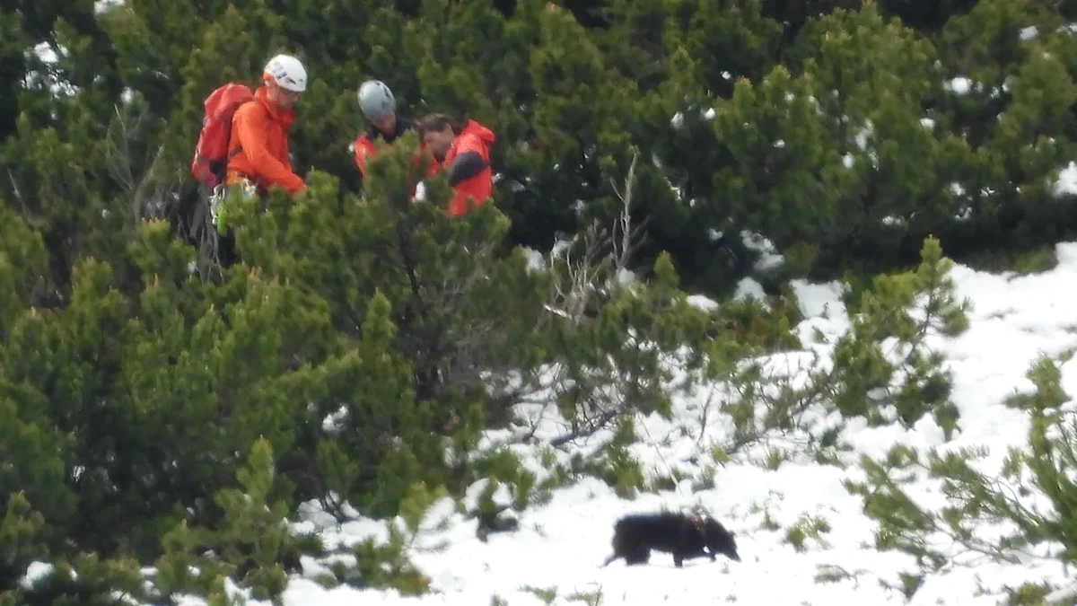 Unglück: Deutsche Urlauber stürzen mit Hund in den Alpen ab