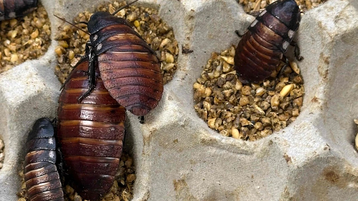Illegale Zucht: 100.000 Kakerlaken bei Großrazzia entdeckt