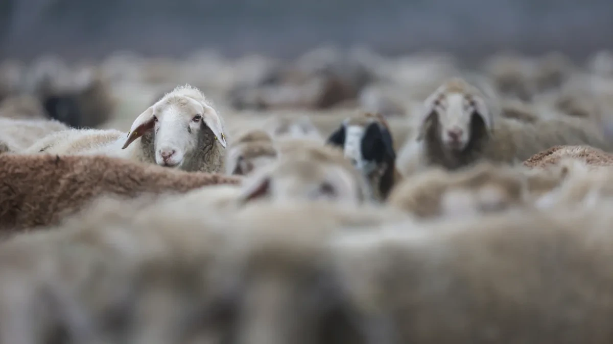 Wärme wie weggeschoren: Schafskälte schuld an Kälte-Delle
