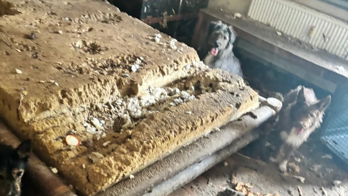 Tiere fraßen toten Besitzer an: 19 Hunde aus Tiermessie-Haus befreit