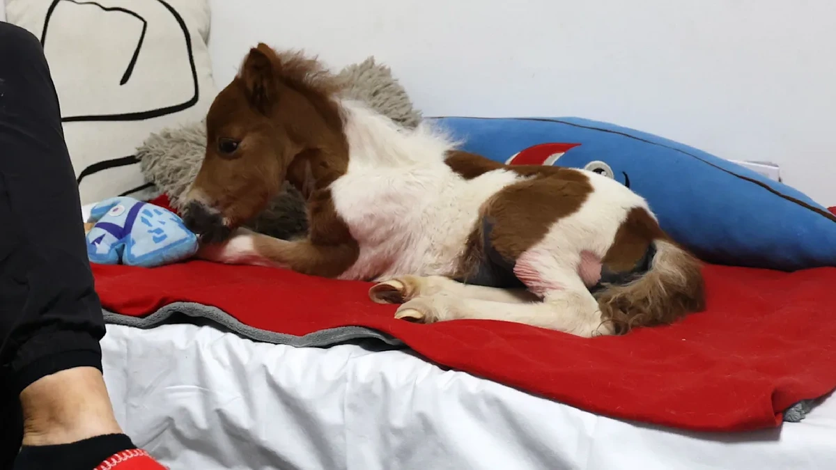 Tierarzt wollte es einschläfern: Pony-Baby zieht zu Familie in Einraumwohnung
