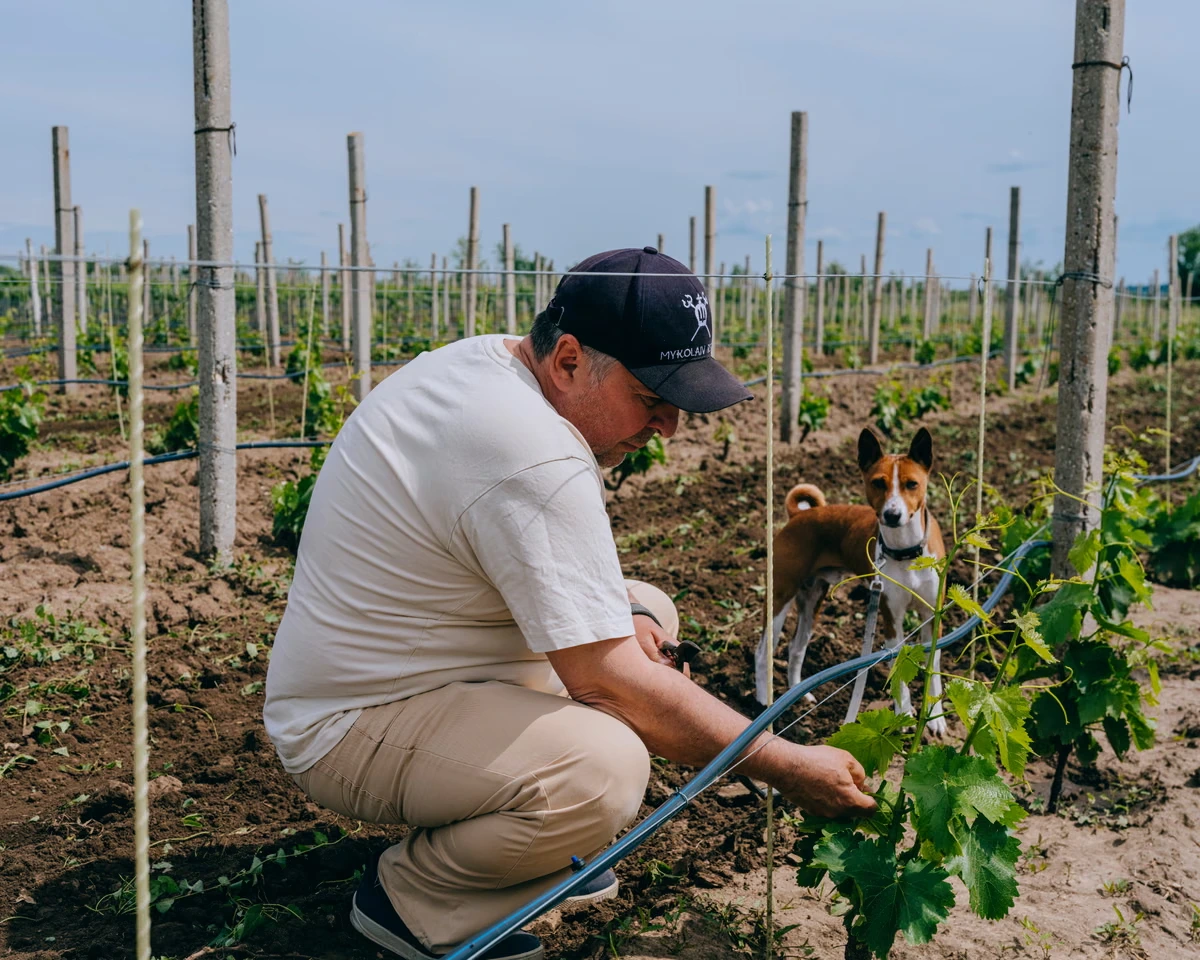 To make wine is to believe in the future: the Ukrainians growing grapes on the frontline