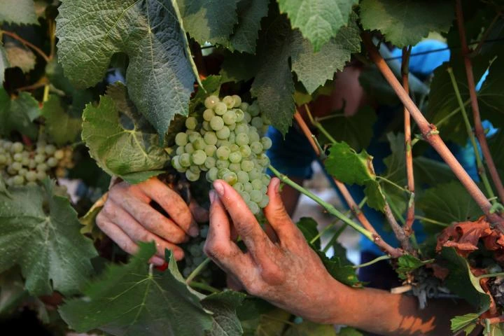La familia ucraniana que vendimia alrededor de un cohete ruso sin explotar clavado entre sus cepas de chardonnay