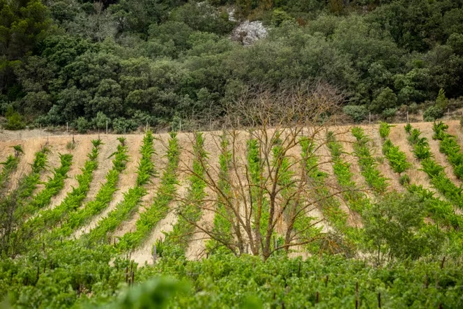 Comment le gouvernement siphonne les aides à l’agriculture bio