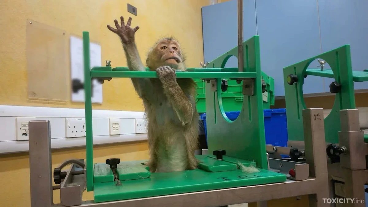 Darum warnen Tierschützer vor geplantem Tierversuchsgesetz