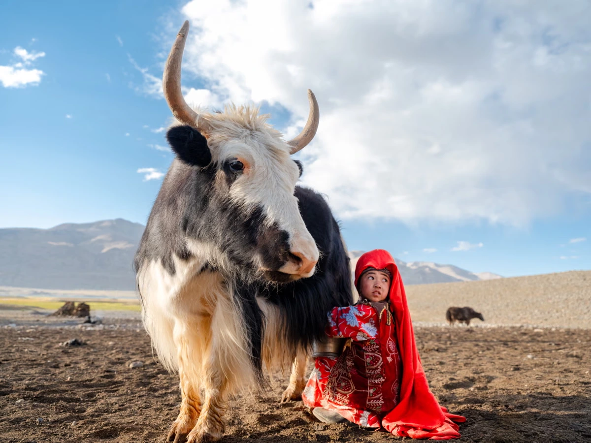 An Afghan girl calmly milks a giant yak: Daniel Malikyar’s best photograph