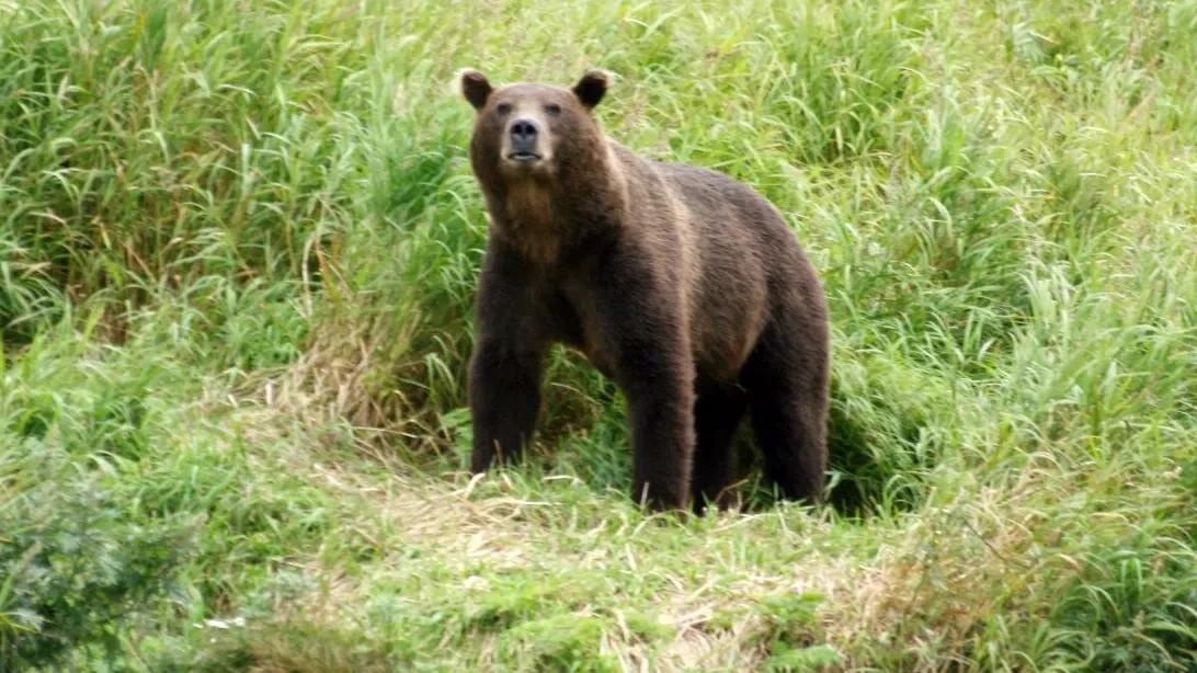 Einen Tag zuvor hatte sie sich verlobt: Bär zerrt Camperin aus Zelt und tötet sie