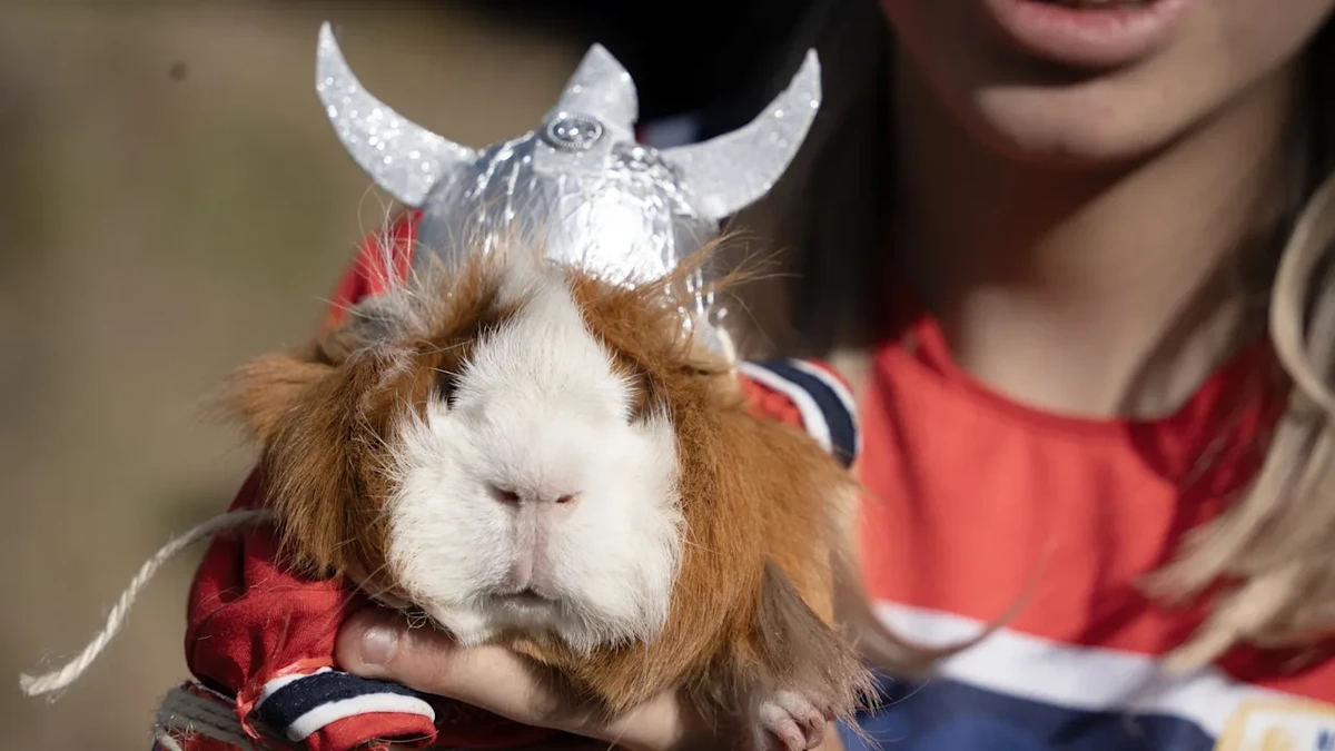 Haaland als Meerschweinchen: Haariger Doppelgänger begeistert Festival in Ecuador