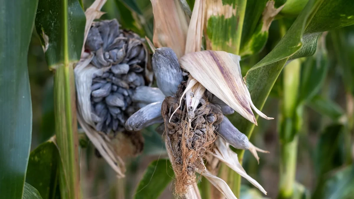 Feinschmecker lieben ihn: Exotischer Pilz breitet sich in Deutschland aus
