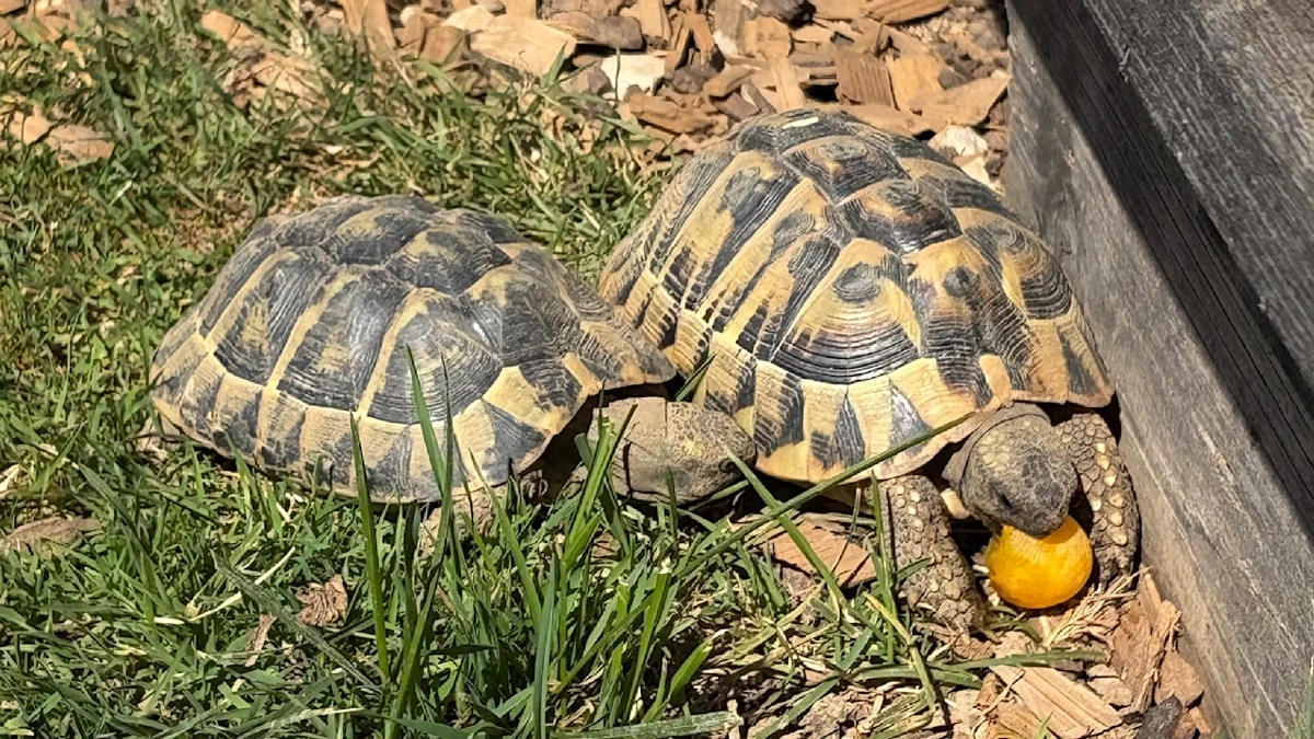 Illegaler Grenzübertritt? Amt will Ausweise von Schildkröten sehen