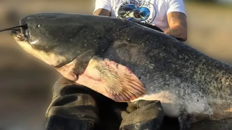 Angler fängt riesigen Wels – und bricht Rekord