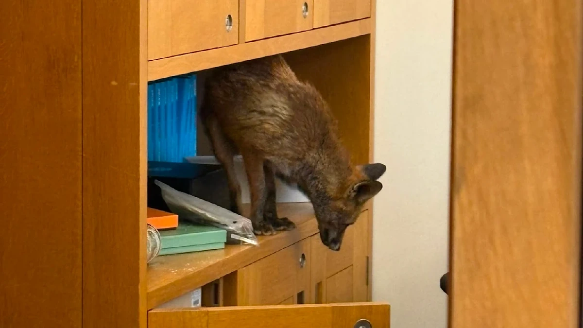 Sicherheitssysteme überlistet: Fuchs schleicht sich in Briten-Parlament ein