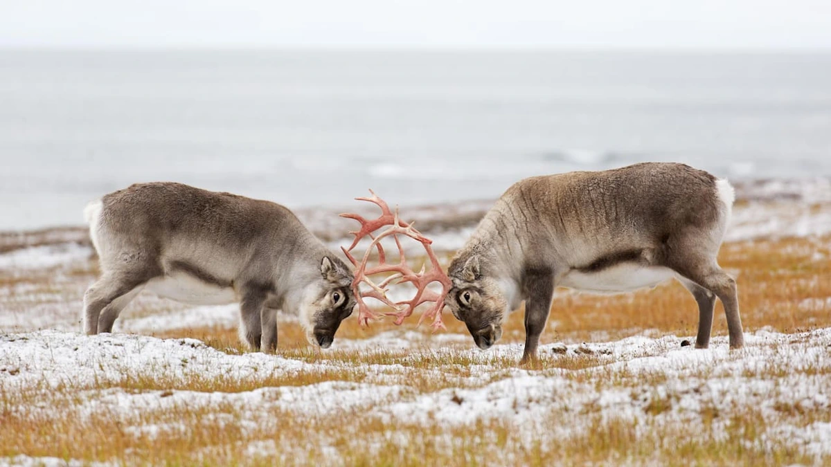 Todes-Rätsel um die Rentiere auf Spitzbergen