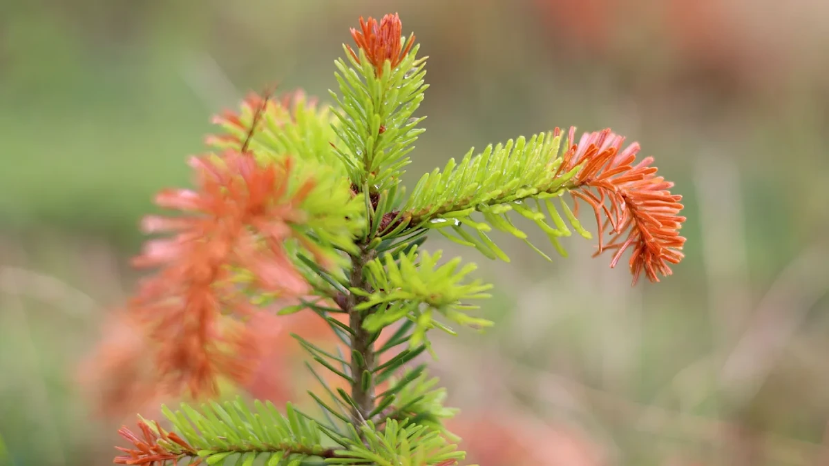 Weihnachtsbäume mit Sonnenbrand: Hitze zerstört fast jeden dritten Baum.