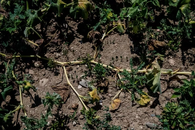 La sécheresse provoque un « effondrement » de la production de légumes : « Même irrigués, les jeunes plants n’ont pas survécu »