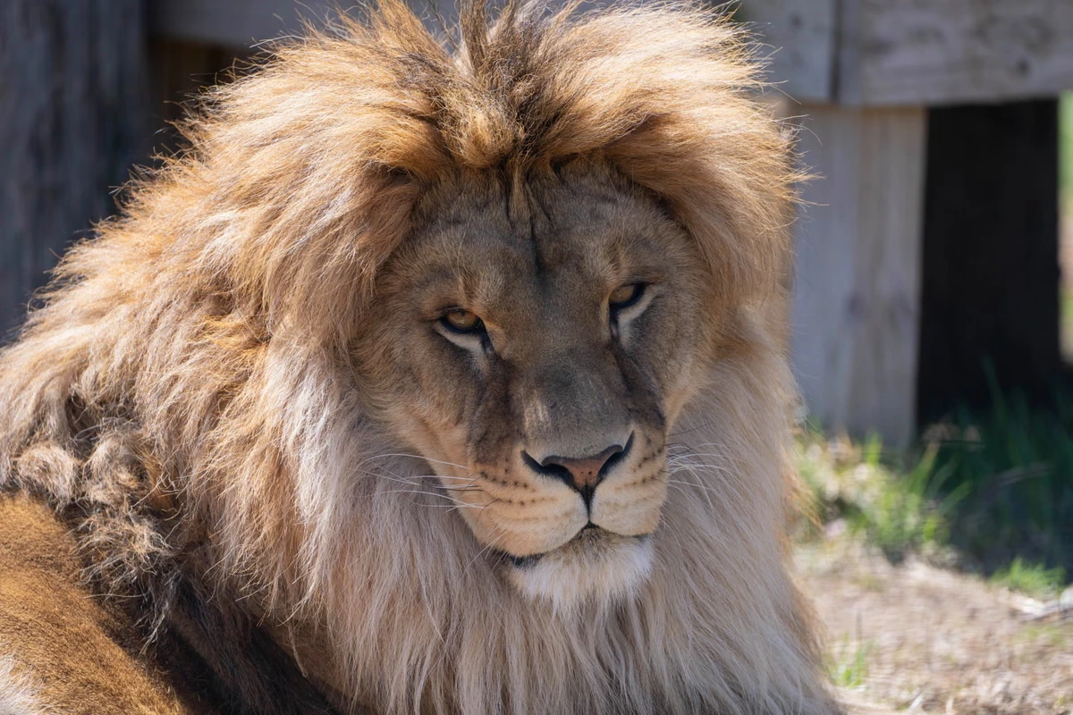 Lion saved as cub from Ukraine war and brought to US battles rare fungal disease