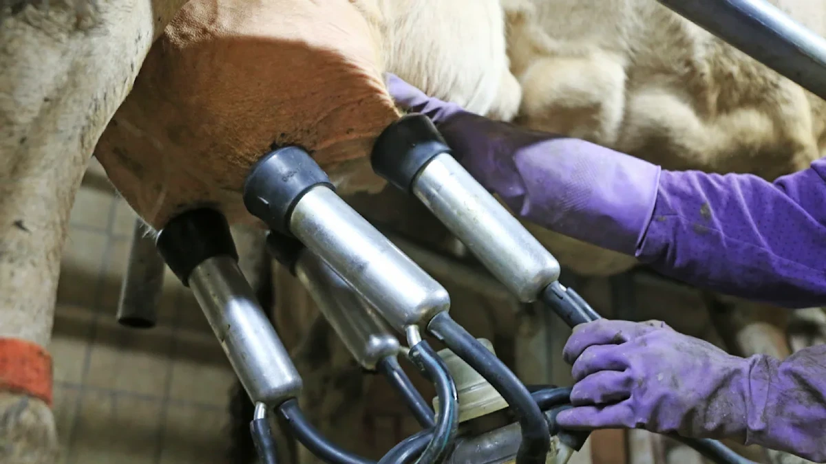 Deutsche Molkerei insolvent: Lieferanten drehen den Milch-Hahn ab
