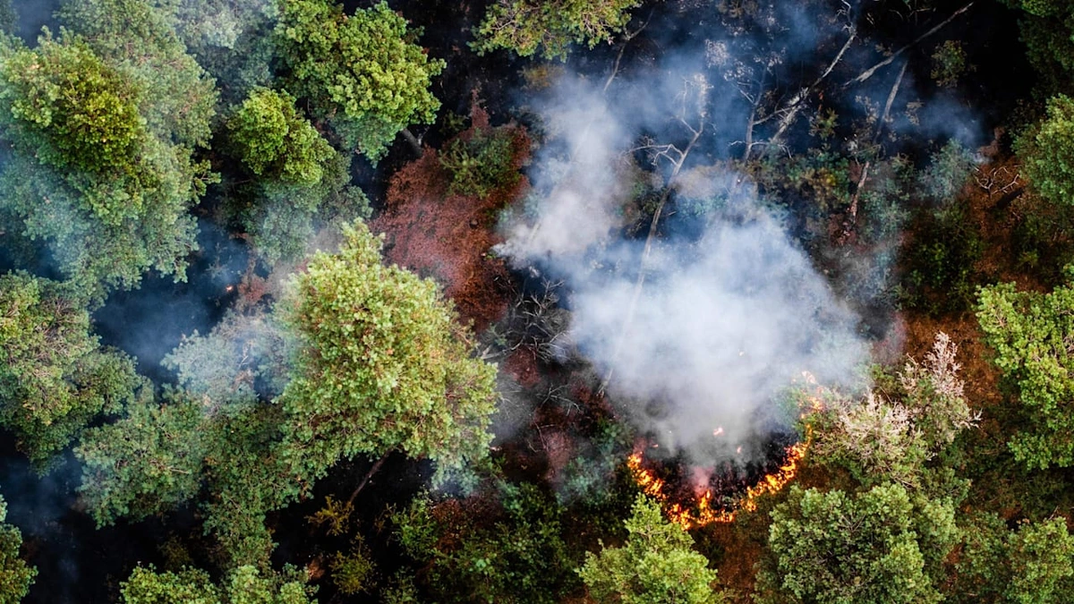 Flammen-Alarm in Holland: Waldbrand an Grenze zu Deutschland außer Kontrolle