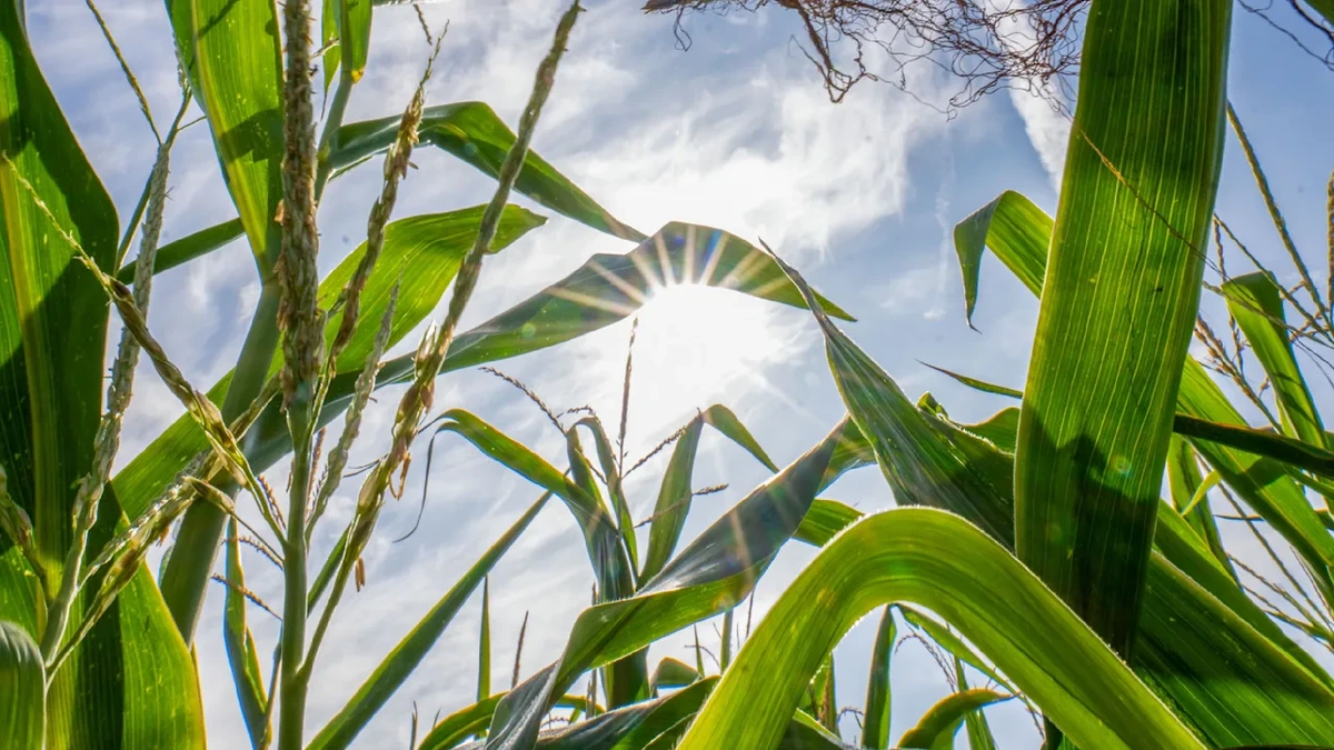 Machtkampf zwischen Hoch und Tief: Experte spricht von „Kopfschmerz-Temperaturen“
