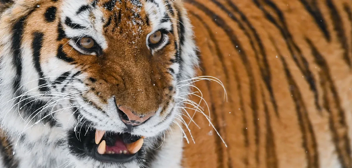 Mann wird von Tiger im Zoogehege attackiert und stirbt