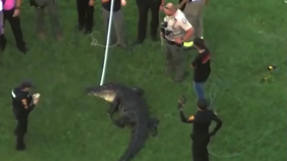 USA: Angler (71) von 3,60 Meter langem Alligator in Florida getötet