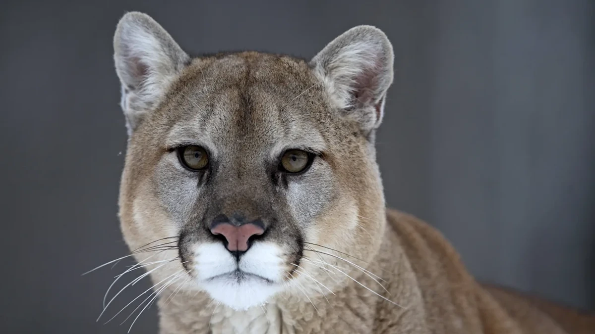 Warnung vor freilaufendem Puma nahe Münchner Flughafen