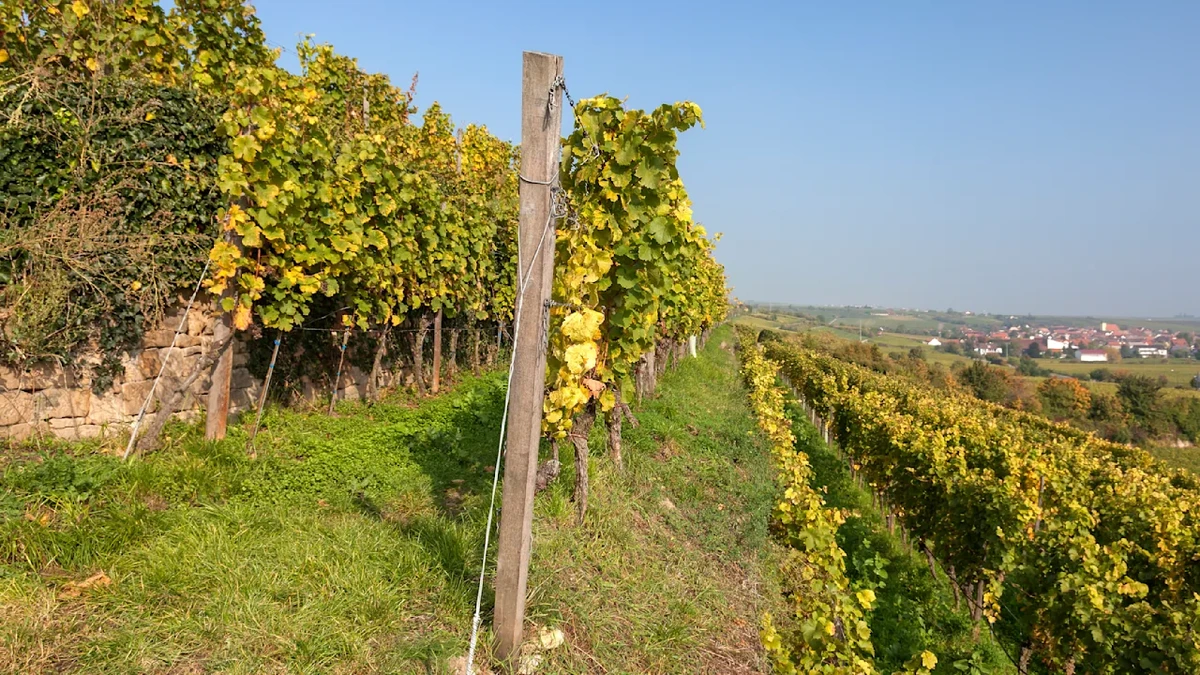 „Müssen leider aufgeben“: Warum eine deutsche Wein-Genossenschaft pleite ist