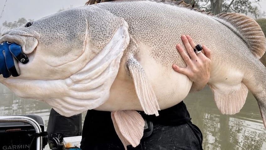 Angler fängt riesigen Fisch und knackt Rekord