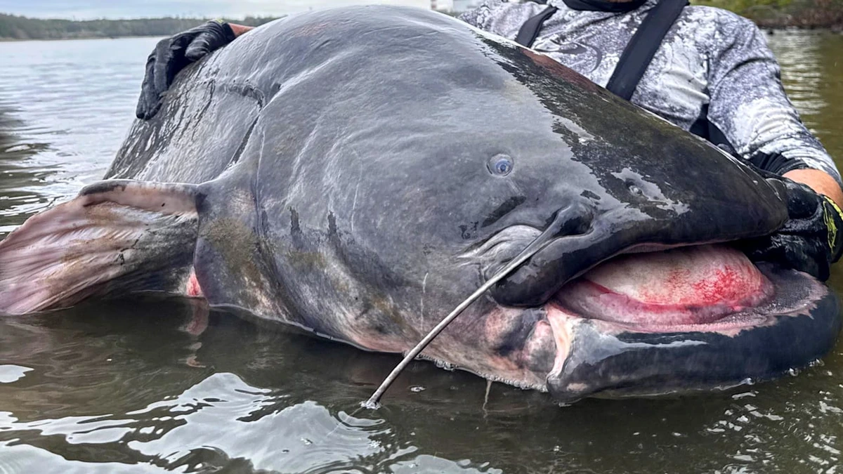 Deutscher Angler fängt längsten Wels der Welt