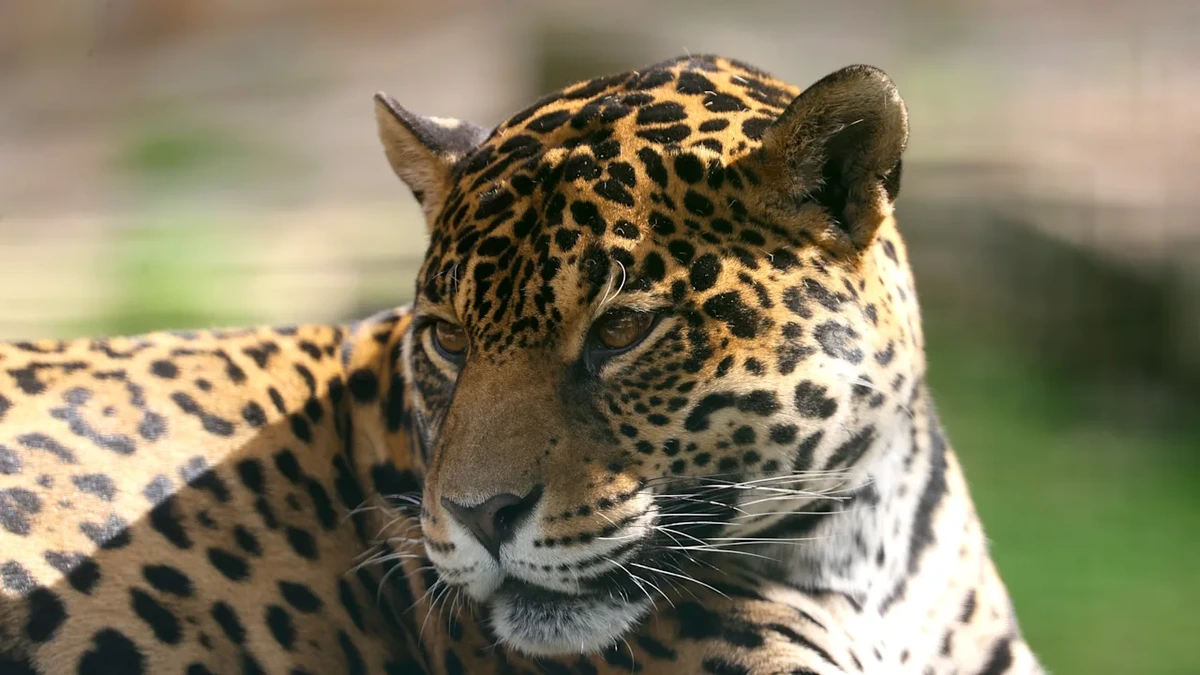 In den Niederlanden: Tierpflegerin stirbt nach Leoparden-Angriff