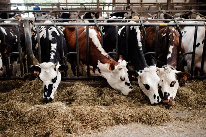 Négociations commerciales : la grande distribution déclenche les hostilités autour du lait